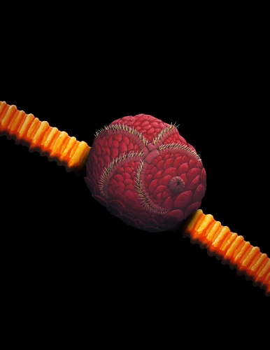 Carneyella on crinoid