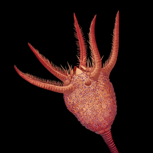 Eumorphocystis