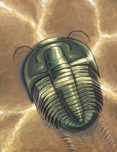 Cambrian trilobite Elvinia roemeri